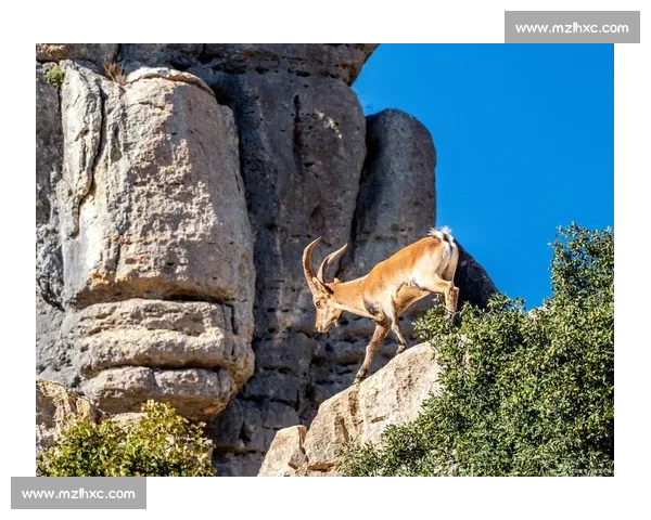 美洲虎与猎物的生死较量揭示了自然界中的生存法则与智慧